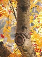 autumn birch tree yellow color shot