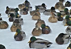 mallard ducks nature