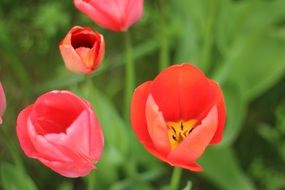natural beauty of tulip flowers