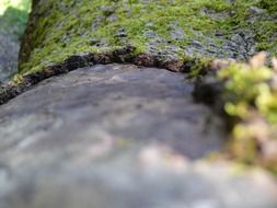 mossy tree bark close up