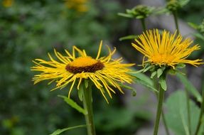 yellow wild flowers with thin petals