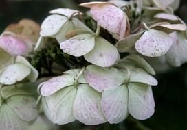 hydrangea flower in the garden