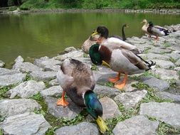 Ducks on a stone shore near a lake