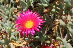 shiny pink flower