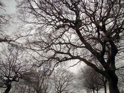 leafless park trees