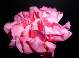 pink rose on a black background
