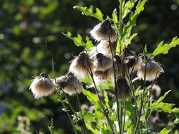 fluffy thistle seeds
