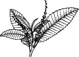 chestnut as a black and white graphic illustration