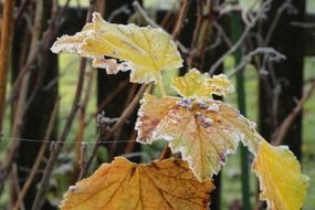 frost on yellow leaves