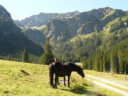 black horse on a pasture among mountains