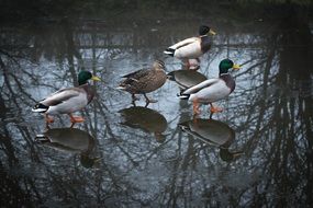 mallard ducks walk on water