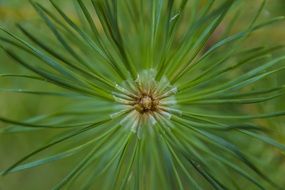 Close-up of the beautiful, green pine needles of different shades