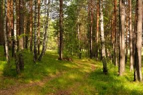 trail in a pine forest