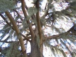 organic moss on oak branch