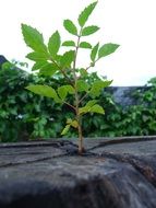 Plant growing from crack in stone