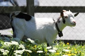 goat on pasture in the pen