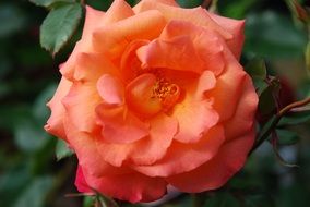 Orange rose flower in nature