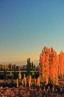 autumn forest in the evening