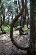 crooked forest in Poland