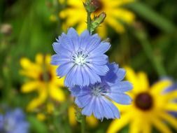 blue cornflowers and cornflowers