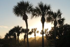 silhouettes of palm trees on a background of orange sunset