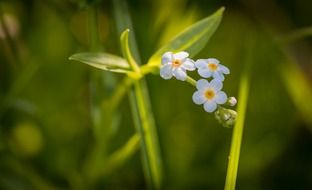 forget me not little blue flower