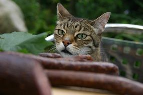 domestic cat in garden