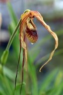 Orange orchid plant flower pointed