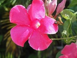 fascinating spring pink flower