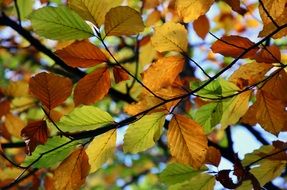 autumn colors in foliage