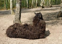 black llama in the wild