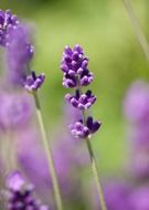 extraordinarily beautiful lavender