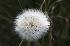 dandelion with white seeds on a dark background