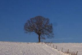 lonely bare tree on snowy field at blue sky