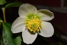 White bloom flower plant