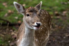 fallow deer in the forest close-up