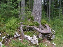picture of the tree roots in a forest