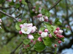 pink flowers on a branch of apple tree