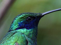 profile portrait of green hummingbird