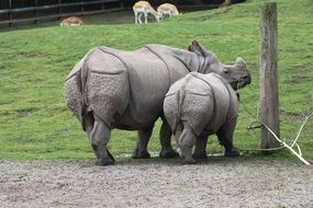 rhinoceros with a baby