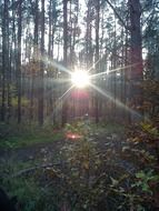 bright sun through the trees in the forest