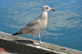 sea bird near the water
