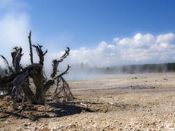 dead tree in Yellowstone National Park, Wyoming