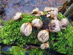 Puff ball mushrooms in the forest
