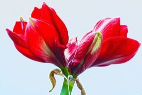 three red buds of amaralisa