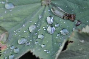water drops on a big green leaf