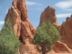 lonely green trees on a background of rocks in the garden of the gods in Colorado