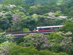 Landscape of train on railroad in a forest