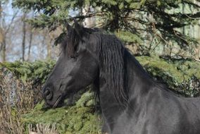 black thoroughbred horse in the forest on a sunny day