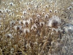 dry grass in summer